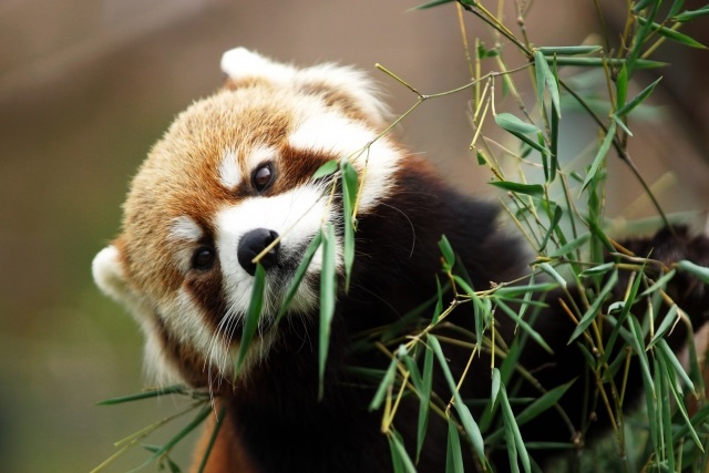 ボディショップ、絶滅危惧レッサーパンダを保護支援 SUSTAINABLE BRANDS JAPAN
