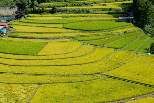 サステナブル・ブランド ジャパン | Sustainable Brands Japan のサイト第24回：誰も取り残さない！ 小農民の権利宣言が国連で採択～SDGs時代の持続可能な農と食～