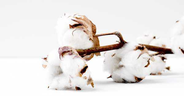 世界における持続可能な綿花 サステナブル コットンの潮流 Sustainable Brands Japan
