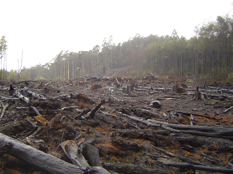 積水ハウスが 森林破壊ゼロ へ クリーンウッド法に対応 Sustainable Brands Japan